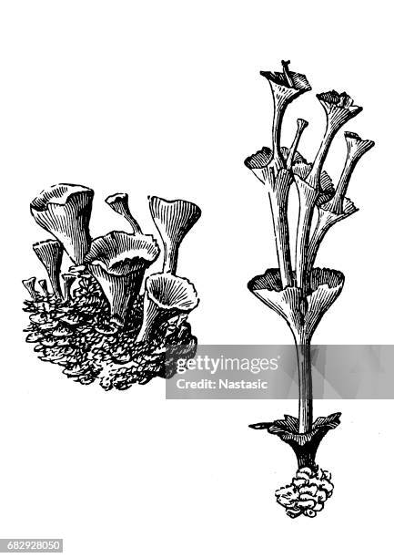 illustrations, cliparts, dessins animés et icônes de cladonia pyxidata (coupe pixie galets) - lachen