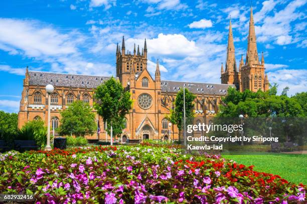 st.mary's cathedral with blossom flowers in foreground, sydney, australia. - mary sidney fotografías e imágenes de stock
