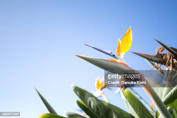 the bird of paradise flower - baía do funchal imagens e fotografias de stock