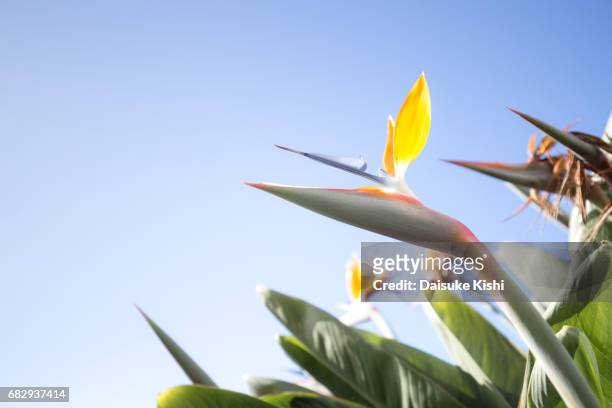 the bird of paradise flower - funchal bay bildbanksfoton och bilder