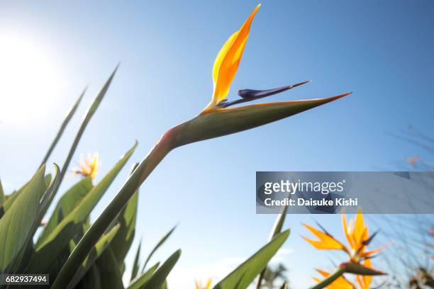 the bird of paradise flower - funchal bay bildbanksfoton och bilder