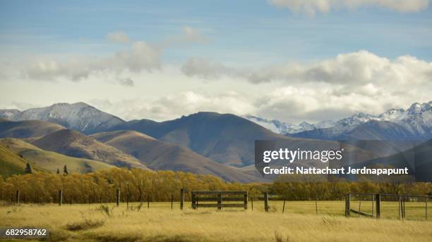 peaceful nature view of grassland farm with amazing snow-capped mountain range background - christchurch   new zealand bildbanksfoton och bilder