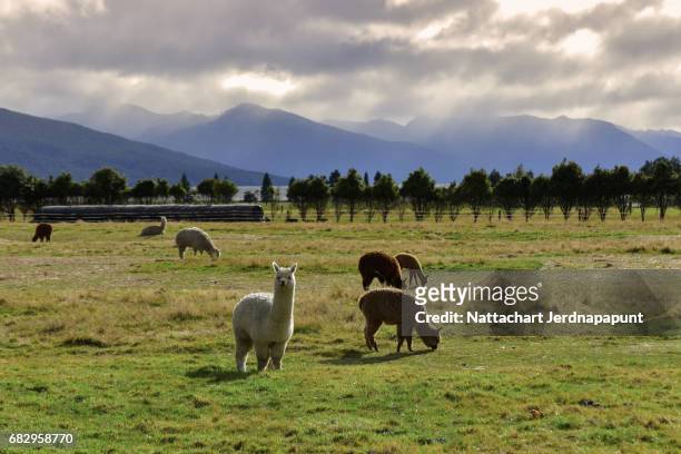 alpaca farm with grassland in scenic view at new zealand - otago farmland stock pictures, royalty-free photos & images