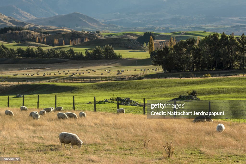 Sheep farm with grassland in scenic view at New Zealand