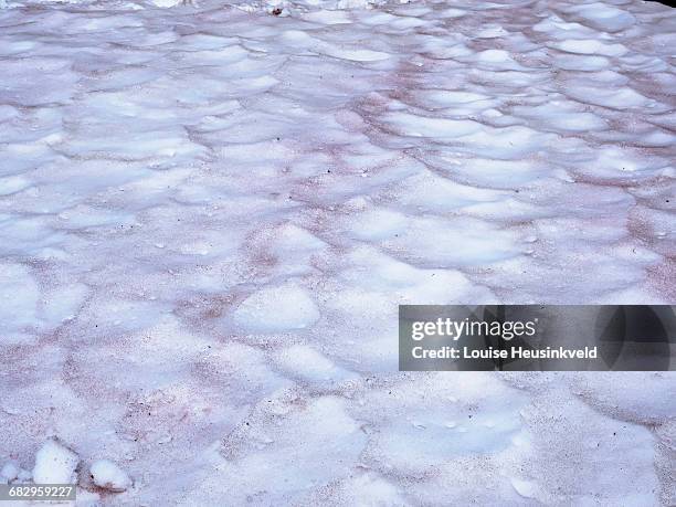 Red In Snow 468 Snow Algae Stock Photos, High-Res Pictures, and Images - Getty Images
