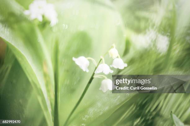 lily of the valley - maiglöckchen stock pictures, royalty-free photos & images