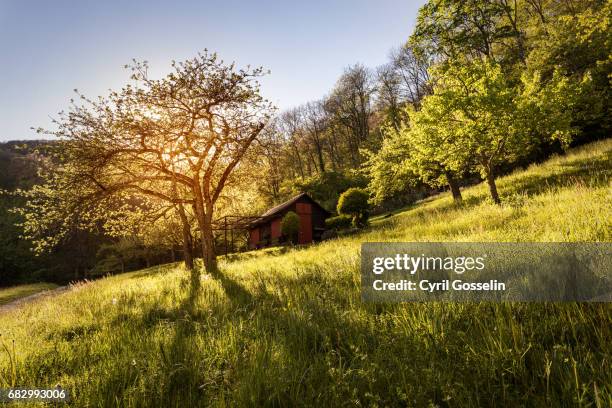 swabian orchard meadow - apfelbaum stock-fotos und bilder