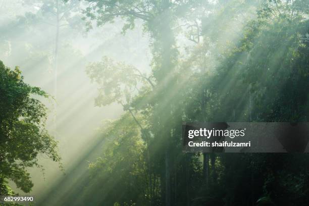 morning view of endau rompin national park, straddling the johor/pahang border, is the second designated national park in peninsular malaysia. it covers an area of approximately 80,000 hectares. - jungle scene stockfoto's en -beelden