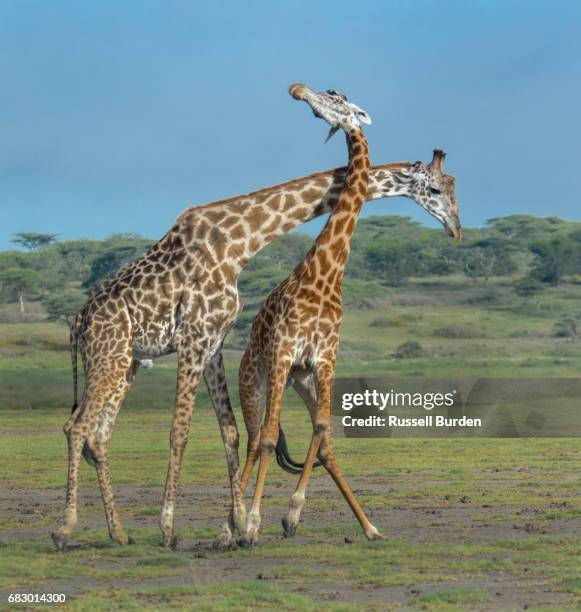 Giraffe Necking Photos and Premium High Res Pictures - Getty Images