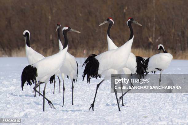 japanese red crowned crane - japanese crane stock pictures, royalty-free photos & images