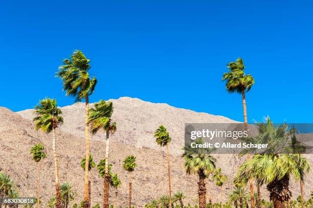 palm trees in palm springs ca - valle coachella foto e immagini stock