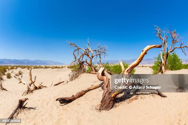 mesquite flat dunes in death valley national park california - californië stock pictures, royalty-free photos & images