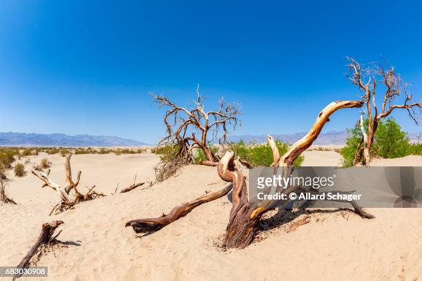mesquite flat dunes in death valley national park california - californië 個照片及圖片檔