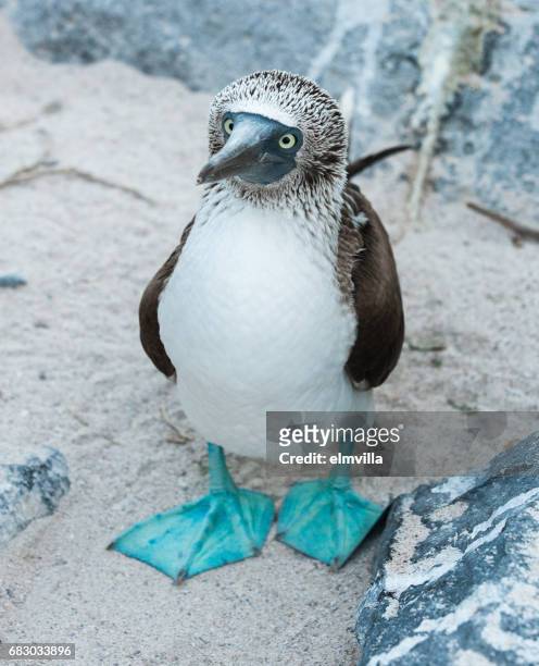 blau-footed booby stehen auf sand auf espanola galapagos - galapagosinseln stock-fotos und bilder