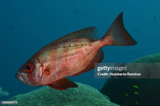 bigeye - bigeye fish stock pictures, royalty-free photos & images