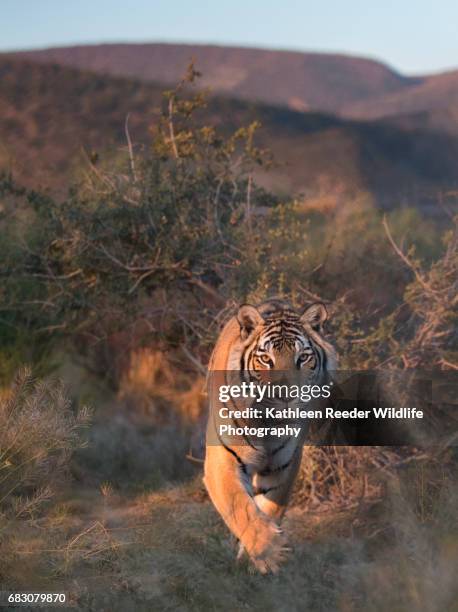 out of africa wildlife park - königstiger stock-fotos und bilder
