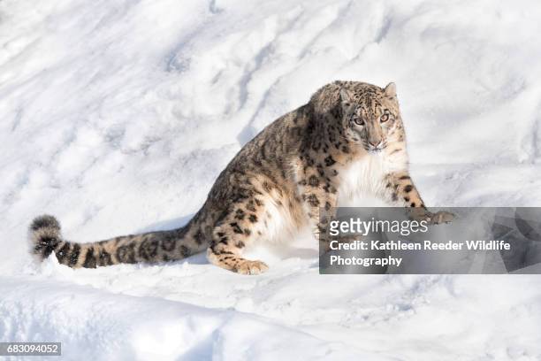 snow leopard - snow leopard fotografías e imágenes de stock