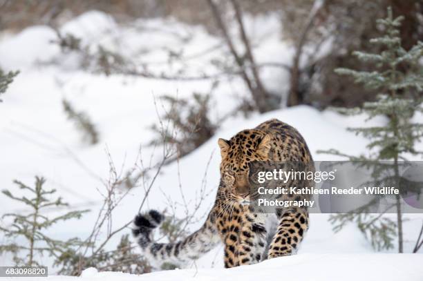 amur leopard - leopard stock pictures, royalty-free photos & images