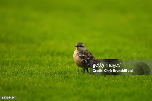 Bird is seen on the pitch during the Torneo Primera Division match between Boca Juniors and River Plate at Estadio Alberto J. Armando on May 14, 2017...