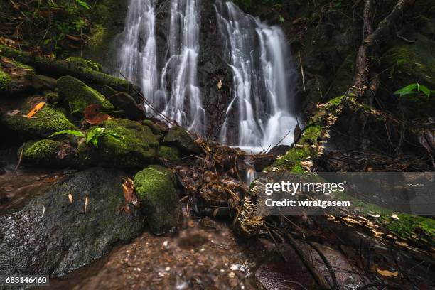 deep forest waterfall - shedd brook stock pictures, royalty-free photos & images