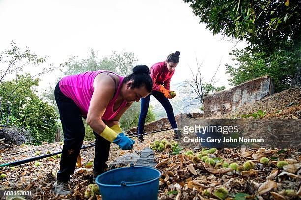 two women gathering chestnuts from the ground - calças castanhas imagens e fotografias de stock