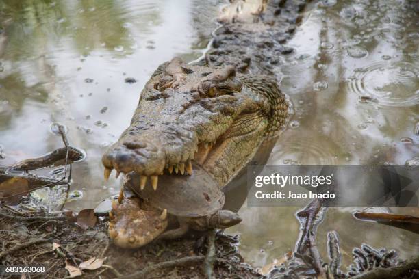 australian saltwater crocodile eating turtle - australian saltwater crocodile stock pictures, royalty-free photos & images