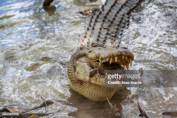 australian saltwater crocodile eating turtle - australian saltwater crocodile stock pictures, royalty-free photos & images