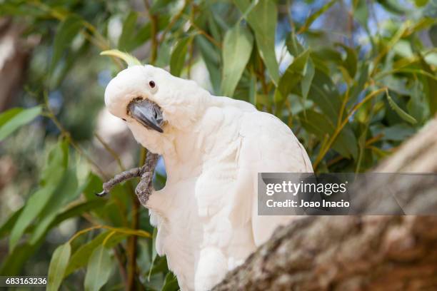 sulphur crested cockatoo (cacatua galerita) - cacatua bird stock pictures, royalty-free photos & images