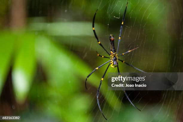 golden orb web spider, girringun national park, australia - banded legged golden orb web spider stock pictures, royalty-free photos & images