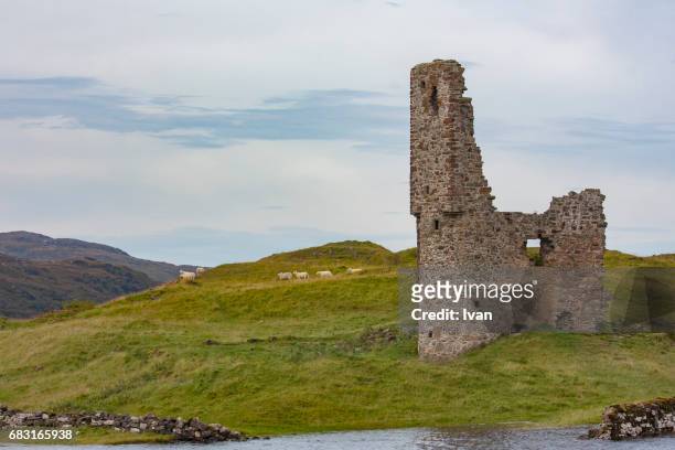 close-up of ardvreck castle and loch assynt with sheep livestock, sutherland, north west highlands, scotland, united kingdom, europe - ardvreck castle stock pictures, royalty-free photos & images