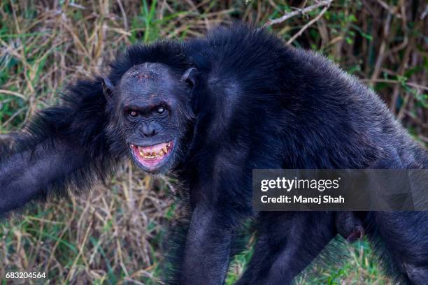 old male chimpanzee showing aggression - old chimpanzee stock pictures, royalty-free photos & images