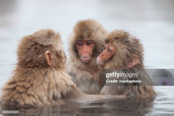 snow monkeys in onsen - japanese macaque stock pictures, royalty-free photos & images