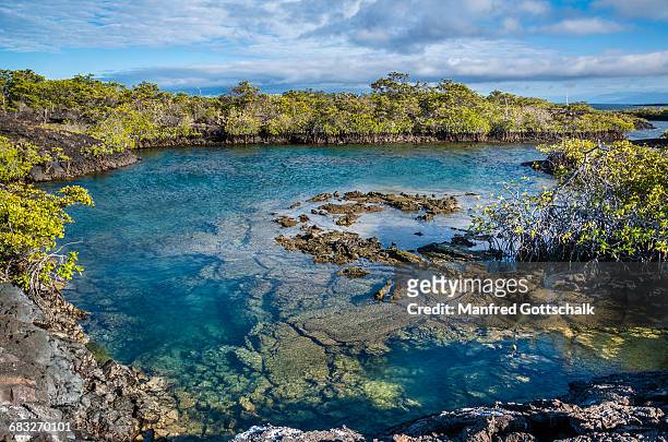 mangrove bay isla isabella - galapagos stockfoto's en -beelden