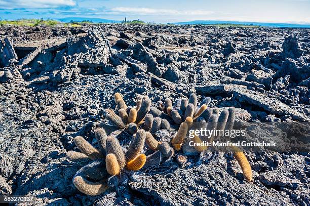 lava cactus on isla isabella - lava cacti brachycereus nesioticus stock pictures, royalty-free photos & images