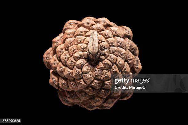 pine cone on black background - pomme de pin photos et images de collection