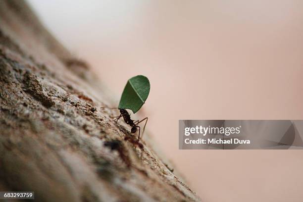 ant carrying cut leaf back to nest uphill - ant close up stock pictures, royalty-free photos & images