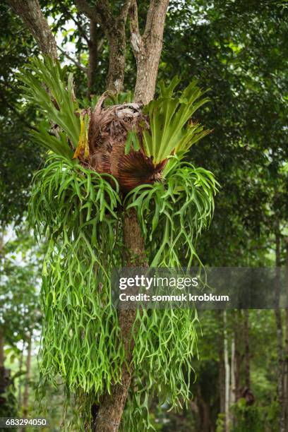 kraechgasida plant - elkhorn fern stock pictures, royalty-free photos & images