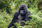 Rwanda Gorilla still