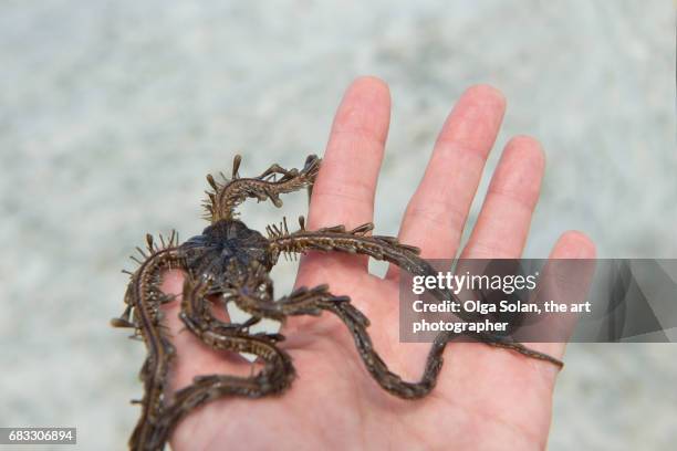 close-up of hand holding a brittle sea star. - ophiotrix spiculata fotografías e imágenes de stock