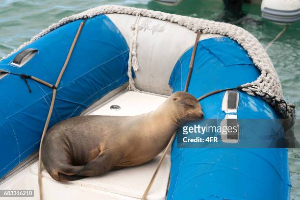 sello sobre un barco de balsa, las islas galápagos - bote neumático fotografías e imágenes de stock
