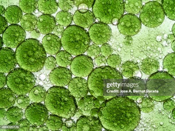 full frame of the textures formed by bubbles and drops of oil in the form of circle floated on water on a green colored background - ameba stock-fotos und bilder