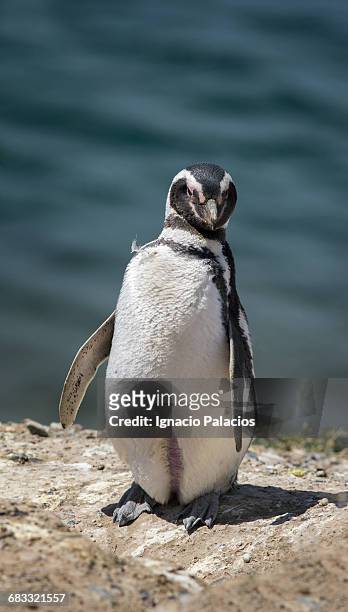 magallanic penguin in penninsula valdes - magellan penguin stock pictures, royalty-free photos & images