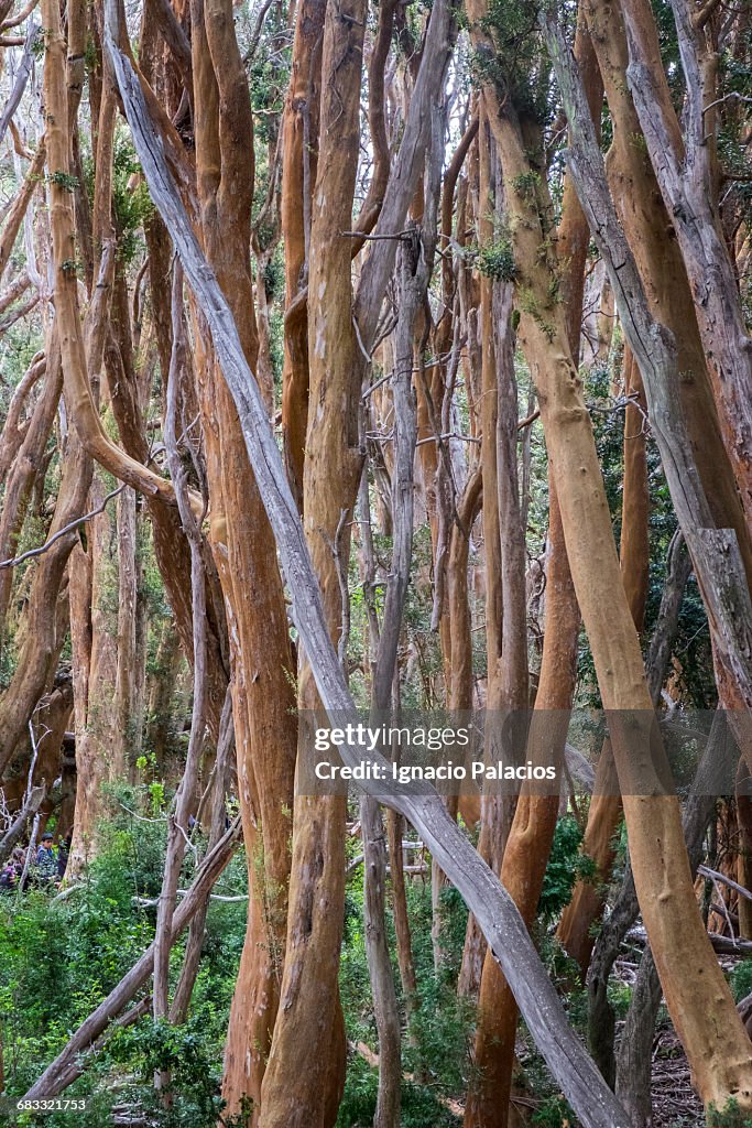 Bosque Arrayanes, isla Victoria