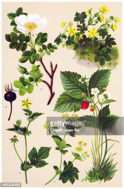 medicinal and herbal plants - strawberry blossom stock illustrations