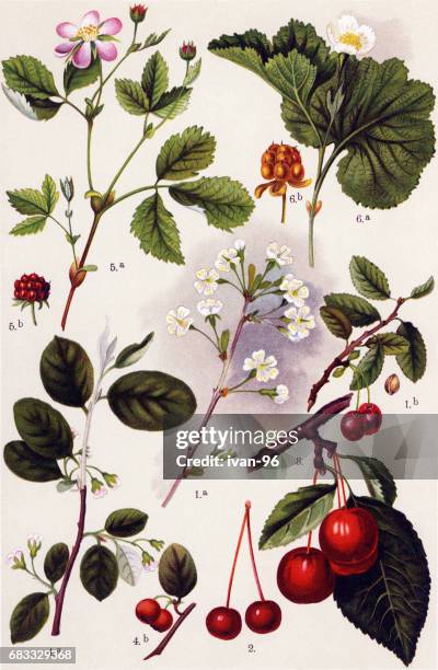 medicinal and herbal plants - cloudberry isolated stock illustrations