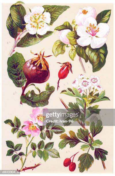 medicinal and herbal plants - flowering quince stock illustrations