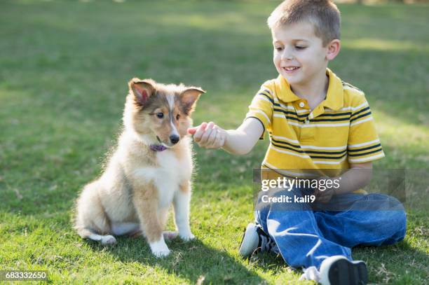 garçon jouant avec chiots sheltie dans le parc - un seul petit garçon photos et images de collection