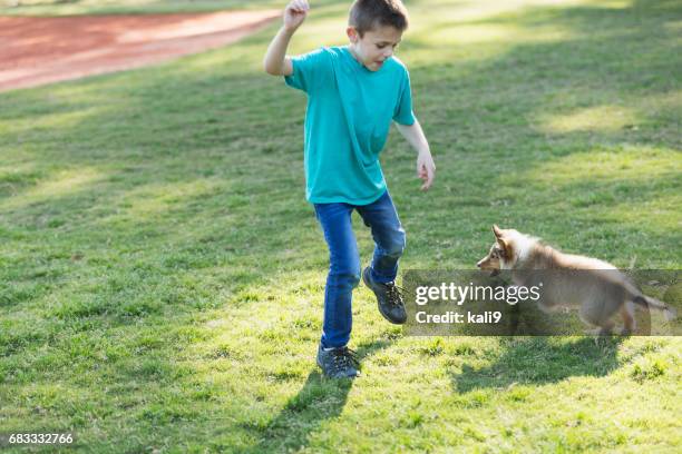 Niño Jugando Con Cachorros De Sheltie En Parque Foto de stock