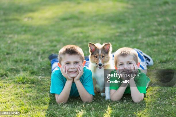 two boys lying on grass with sheltie puppy - collie puppy stock pictures, royalty-free photos & images