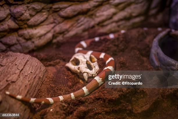 california kingsnake, lampropeltis californiae - desert kingsnake stock pictures, royalty-free photos & images
